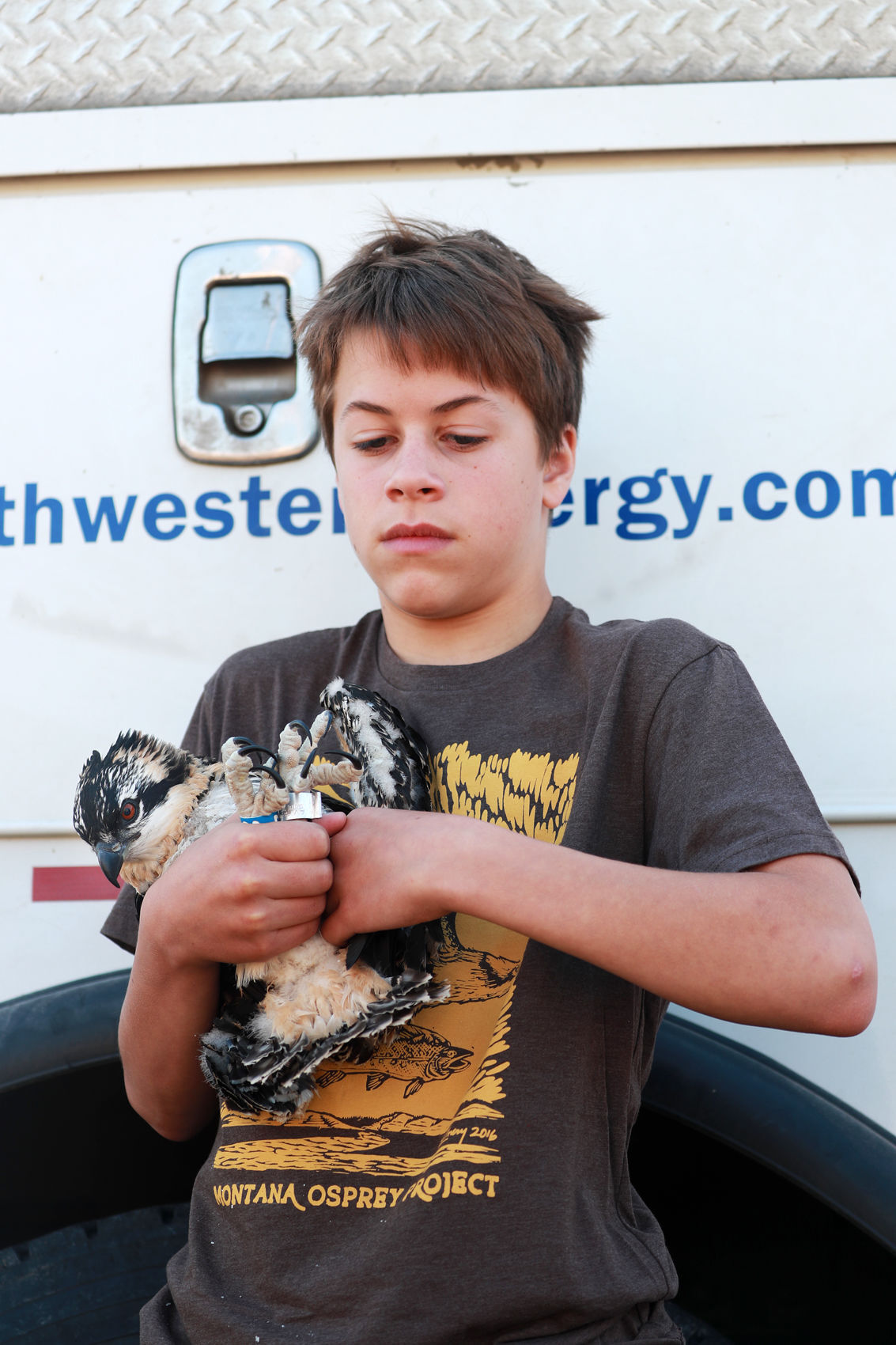 Canaries in the copper mine: Upper Clark Fork osprey decline leaves biologists wary 7 Osprey chicks help scientists determine the health of the Clark Fork River